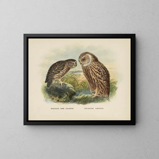 Spiloglaux de Nouvelle-Zélande et Sceloglaux à face blanche - John Gerrard Keulemans — kehystetty taideteos seinällä