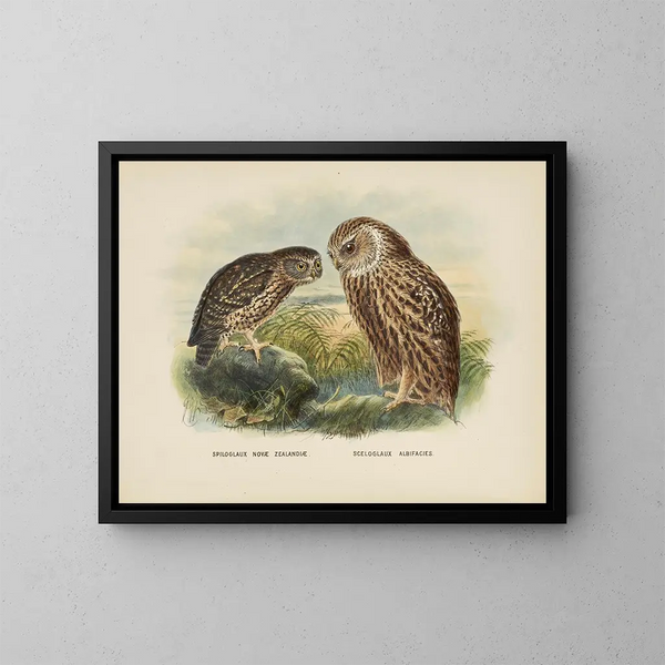 Spiloglaux de Nouvelle-Zélande et Sceloglaux à face blanche - John Gerrard Keulemans — kehystetty taideteos seinällä