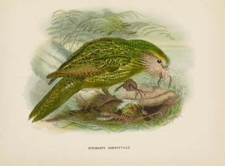 Stringops habroptilus - John Gerrard Keulemans — näkymä teoksesta
