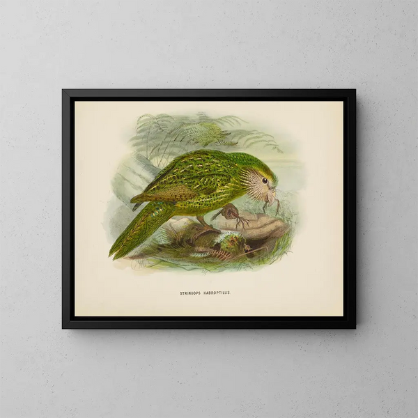 Stringops habroptilus - John Gerrard Keulemans — kehystetty taideteos seinällä