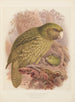 Le Kakapo ou perroquet hibou Stringops habroptilus - John Gerrard Keulemans — näkymä teoksesta