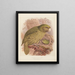Le Kakapo ou perroquet hibou Stringops habroptilus - John Gerrard Keulemans — kehystetty taideteos seinällä