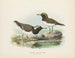 Thinornis novaezelandiae adulte et jeune - John Gerrard Keulemans — näkymä teoksesta