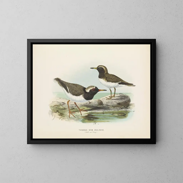 Thinornis novaezelandiae adulte et jeune - John Gerrard Keulemans — kehystetty taideteos seinällä