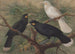 Trois huia - John Gerrard Keulemans — näkymä teoksesta