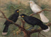 Trois huia Heteralocha acutirostris - John Gerrard Keulemans — näkymä teoksesta