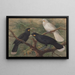 Trois huia - John Gerrard Keulemans — kehystetty taideteos seinällä