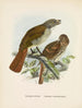 Turnagra hectori et Turnagra crassirostris - John Gerrard Keulemans — näkymä teoksesta