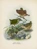 Xenicus longipes mâle et femelle et Xenicus gilviventris mâle et femelle - John Gerrard Keulemans — näkymä teoksesta