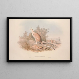 John Gould - A monograph of the Macropodidae or family of kangaroos Pl04.webp