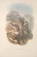 Macropodidae- tai kenguruheimona Pl06 - John Gould — näkymä teoksesta