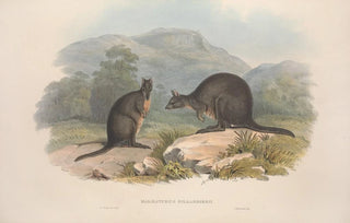 John Gould - A monograph of the Macropodidae or family of kangaroos Pl10.webp