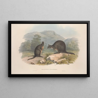 John Gould - A monograph of the Macropodidae or family of kangaroos Pl10.webp