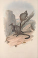 Macropodidae-lahkon kengurujen perheen monografia Pl23 - John Gould — näkymä teoksesta