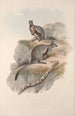 Macropodidae-lahkon kengurujen perheen monografia Pl24 - John Gould — näkymä teoksesta