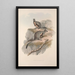 Macropodidae-lahkon kengurujen perheen monografia Pl24 - John Gould — kehystetty taideteos seinällä