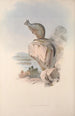 Macropodidae-lahkon kengurujen perheen monografia Pl25 - John Gould — näkymä teoksesta