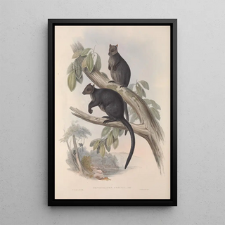 John Gould - A monograph of the Macropodidae or family of kangaroos Pl26.webp