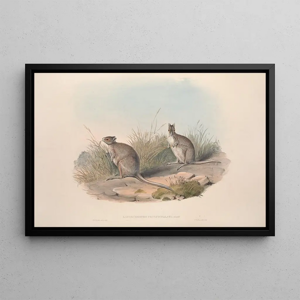 Yksi monografia makropodidien tai kengurujen suvusta Pl28 - John Gould — kehystetty taideteos seinällä