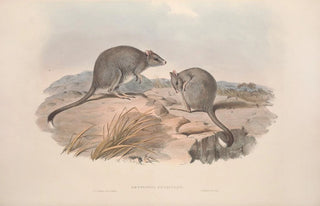 John Gould - A monograph of the Macropodidae or family of kangaroos Pl29.webp