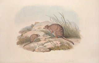 John Gould - A monograph of the Macropodidae or family of kangaroos Pl30.webp