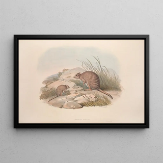 John Gould - A monograph of the Macropodidae or family of kangaroos Pl30.webp