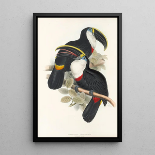 John Gould - A monograph of the Ramphastidae or family of toucans Pl01.webp