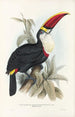 Ramphastidae-lahkon toukaneiden perheen monografia Pl03 - John Gould — näkymä teoksesta