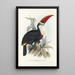 Ramphastidae-lahkon toukaneiden perheen monografia Pl03 - John Gould — kehystetty taideteos seinällä