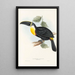 Ramphastidae-lahkon toukaneiden perheen monografia Pl05 - John Gould — kehystetty taideteos seinällä
