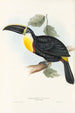 Ramphastidae-lahkon toukaneiden perheen monografia Pl05 - John Gould — näkymä teoksesta