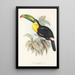 Ramphastidae-lahkon toukaneiden perheen monografia Pl07 - John Gould — kehystetty taideteos seinällä