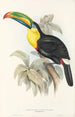 Ramphastidae-lahkon toukaneiden perheen monografia Pl07 - John Gould — näkymä teoksesta