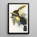 Ramphastidae-lahkon toukaneiden perheen monografia Pl08 - John Gould — kehystetty taideteos seinällä