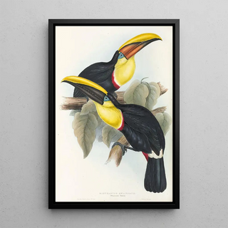 John Gould - A monograph of the Ramphastidae or family of toucans Pl08.webp