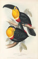 Ramphastidae-lahkon toukaneiden perheen monografia Pl10 - John Gould — näkymä teoksesta