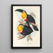 Ramphastidae-lahkon toukaneiden perheen monografia Pl10 - John Gould — kehystetty taideteos seinällä