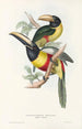 Ramphastidae-lahkon toukaneiden perheen monografia Pl12 - John Gould — näkymä teoksesta