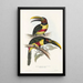 Ramphastidae-lahkon toukaneiden perheen monografia Pl13 - John Gould — kehystetty taideteos seinällä
