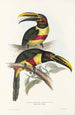 Ramphastidae-lahkon toukaneiden perheen monografia Pl13 - John Gould — näkymä teoksesta