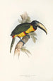 Ramphastidae-lahkon toukaneiden perheen monografia Pl14 - John Gould — näkymä teoksesta