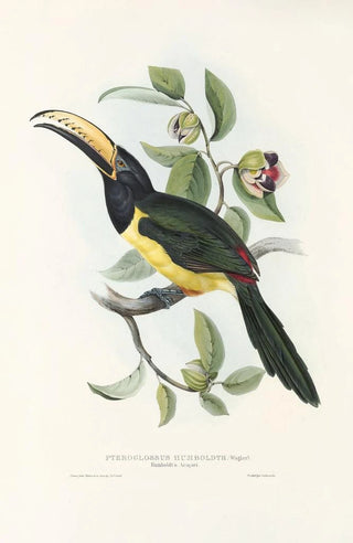 John Gould - A monograph of the Ramphastidae or family of toucans Pl19.webp