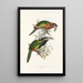 Ramphastidae-heimän tai toukaneiden perheen monografia Pl21 - John Gould — kehystetty taideteos seinällä