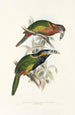 Ramphastidae-heimän tai toukaneiden perheen monografia Pl21 - John Gould — näkymä teoksesta