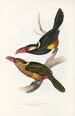 Ramphastidae-heimän tai toukaneiden perheen monografia Pl22 - John Gould — näkymä teoksesta