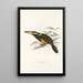 Ramphastidae-heimän tai toukaneiden perheen monografia Pl23 - John Gould — kehystetty taideteos seinällä