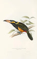 Ramphastidae-heimän tai toukaneiden perheen monografia Pl23 - John Gould — näkymä teoksesta