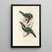 Ramphastidae-heimän tai toukaneiden perheen monografia Pl24 - John Gould — kehystetty taideteos seinällä