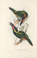 Ramphastidae-heimän tai toukaneiden perheen monografia Pl24 - John Gould — näkymä teoksesta