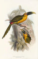 Ramphastidae-heimän tai toukaneiden perheen monografia Pl28 - John Gould — näkymä teoksesta